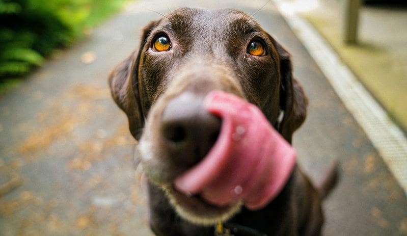 Can Dogs Smelling Abilities Allow Them to Sense Epileptic Seizures?
