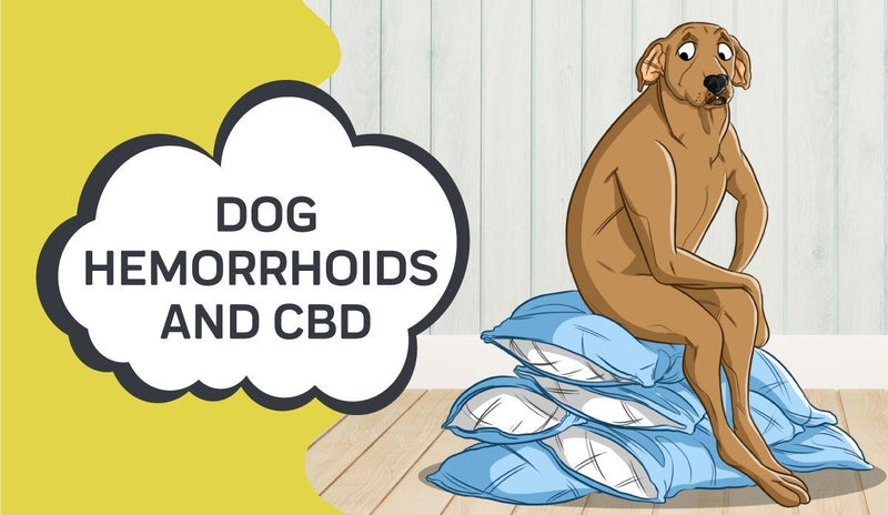 can dogs suffer from hemorrhoids