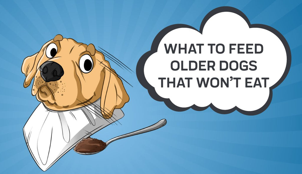 feeding elderly dogs