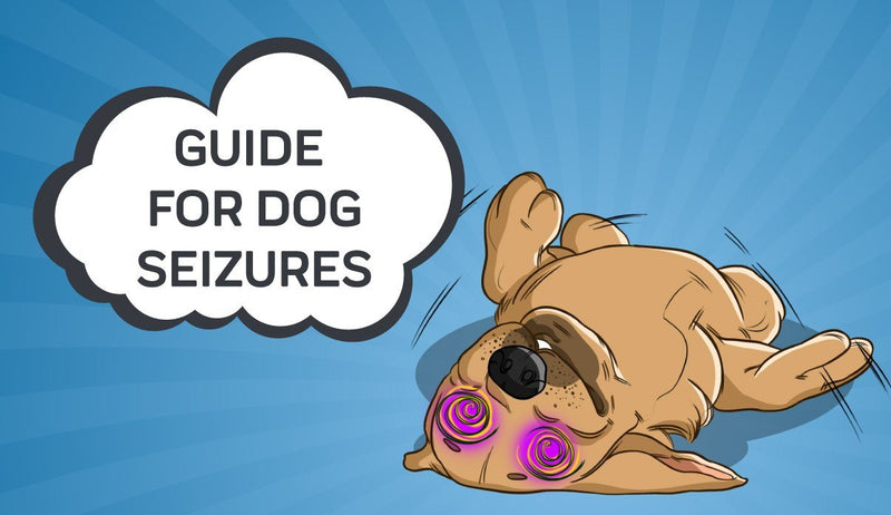 what does a dog seizure look like