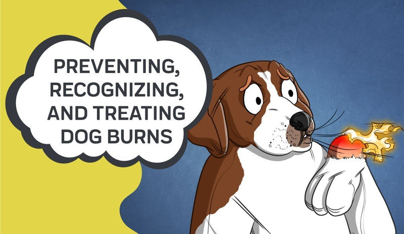 how do you treat a burn on a puppy