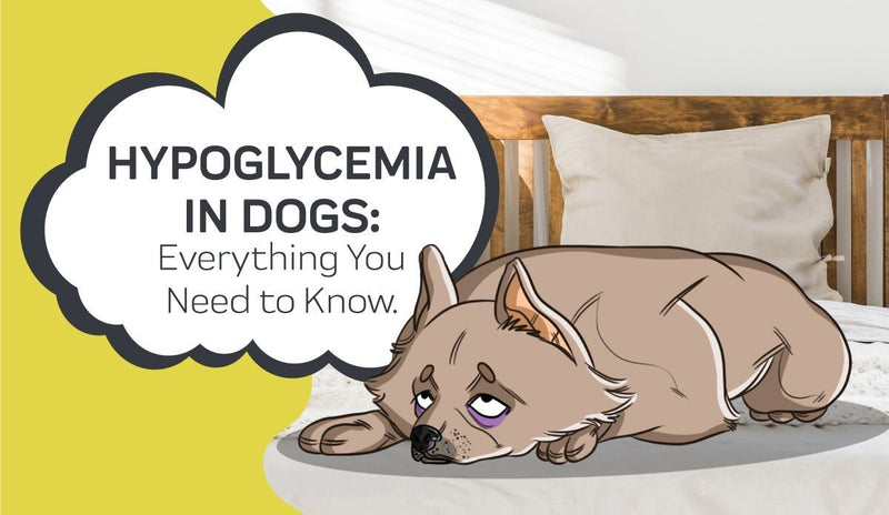 what to give dogs for low blood sugar