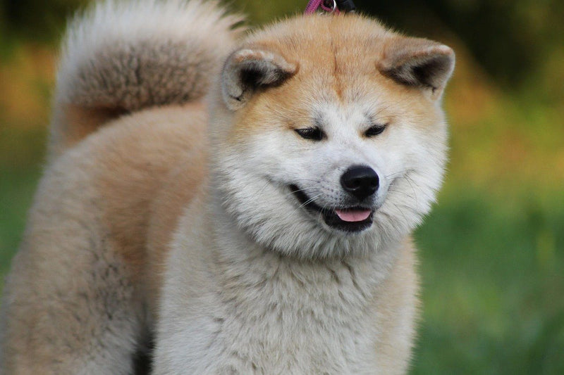 why are shiba inus so popular in japan