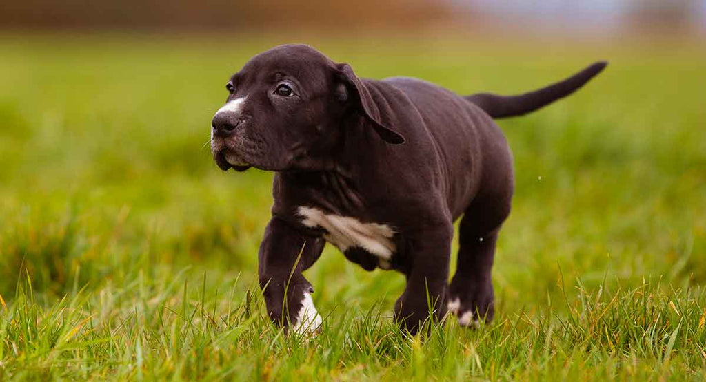 chocolate brindle great dane