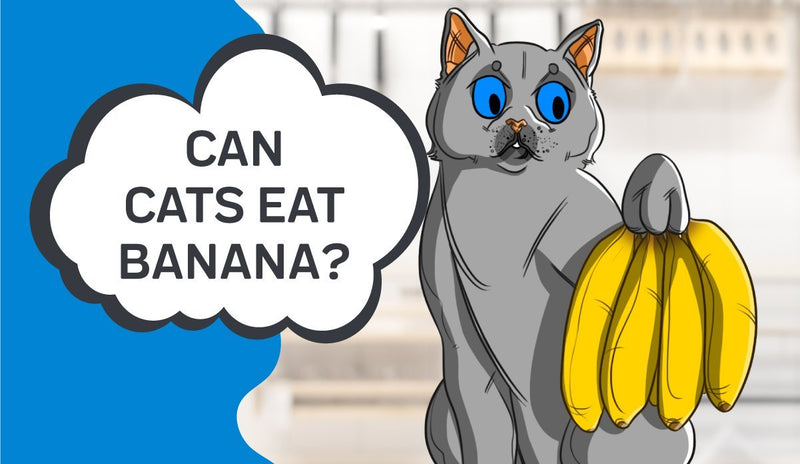 can cats eat apples and bananas