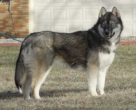 large husky looking dog