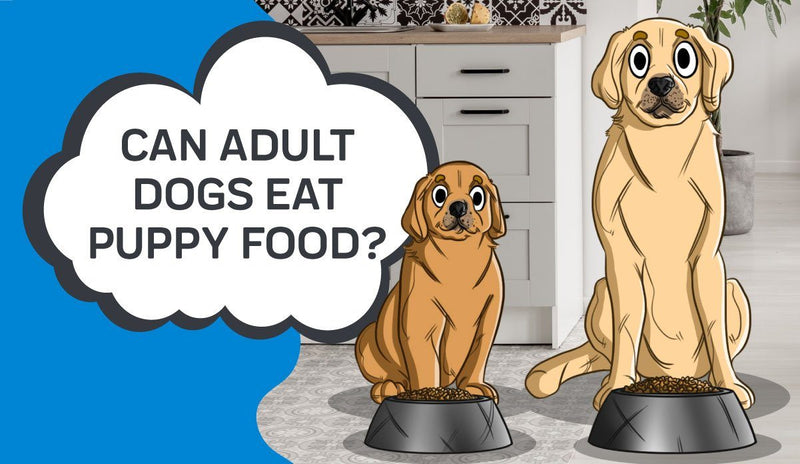 how long should my dog eat puppy food