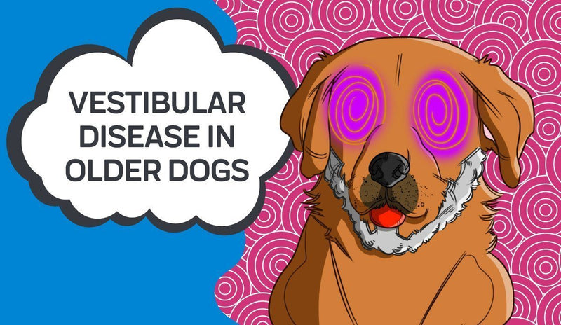 can vestibular disease in dogs recur