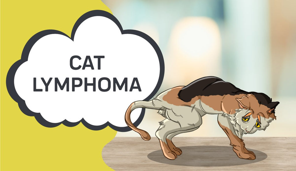 Lymphoma in Cats: Types, Symptoms, Prevention & Treatment ...