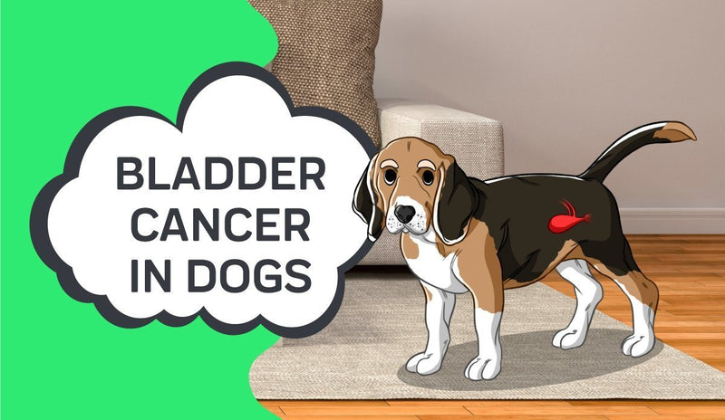 can dogs survive bladder cancer