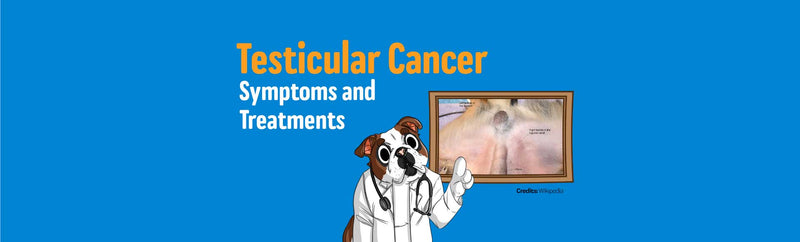 what are signs of testicular cancer in dogs