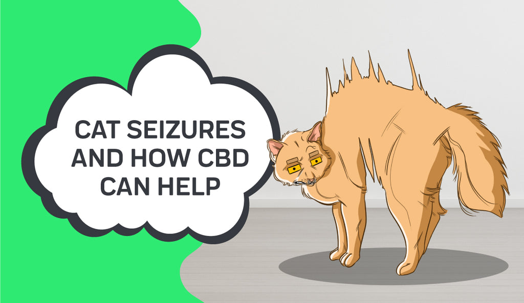 Seizures & Epilepsy in Cats — Innovet Pet