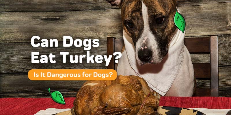 Can Dogs Eat Turkey? – Innovet Pet