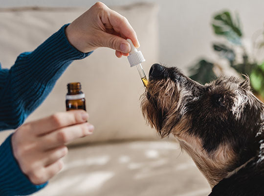 Gabapentin For Dogs: What Are The Side Effects? | Innovet Pet