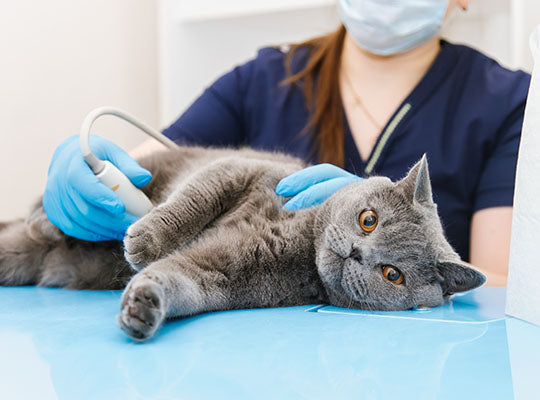 Cat Constipation | Innovet Pet