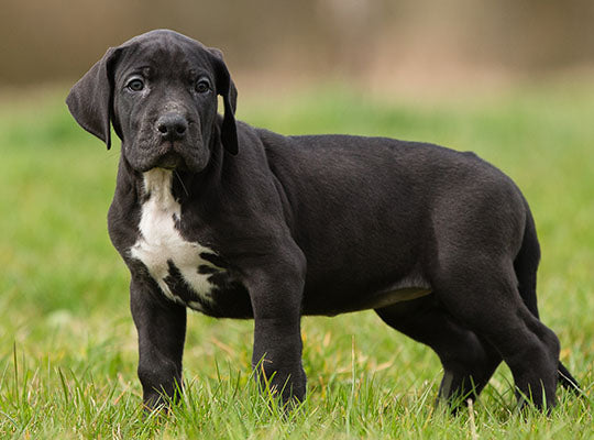 Must Know Things About Great Dane Lab Mix Breed | Innovet Pet