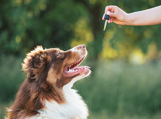 CBD Oil for Dogs