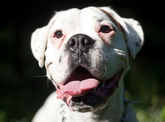 5 Big Myths About the White Boxer | Innovet Pet