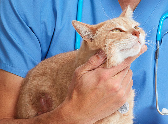 Alopecia in Cats | Innovet Pet