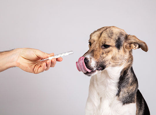 5 Steps to Slowly Drift Away from Giving Your Dog Medications | Innovet Pet