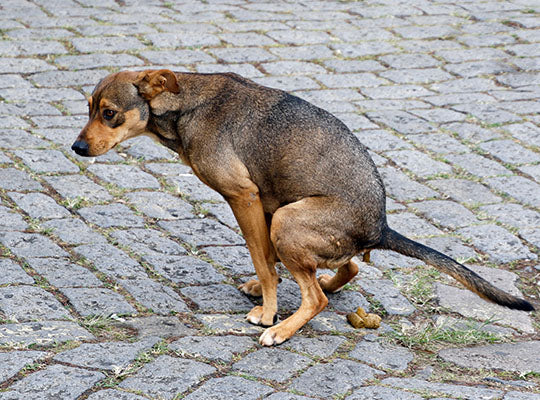 Gabapentin For Dogs: What Are The Side Effects? | Innovet Pet