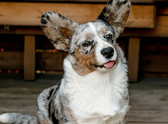 Australian Shepherd Corgi Mix Full Breed Guide: Reasons To Avoid | Innovet Pet