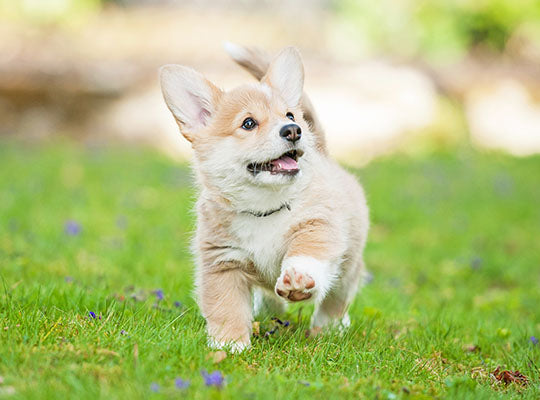 what you should know before getting a corgi
