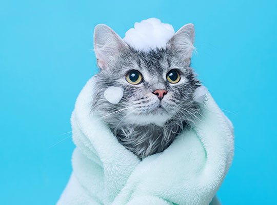 Cat Dermatitis | Innovet Pet