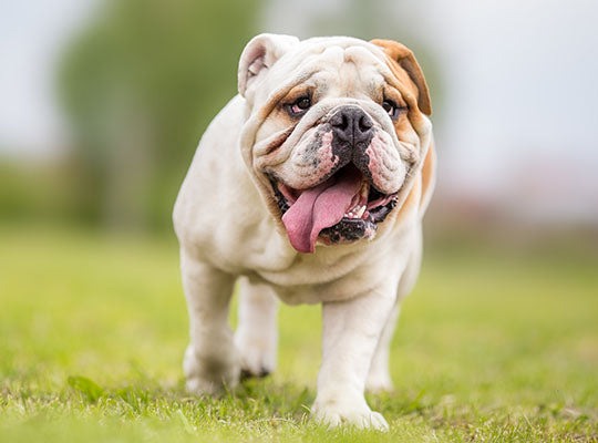 White Boxer