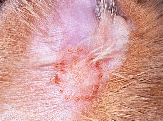 Cat Dermatitis | Innovet Pet