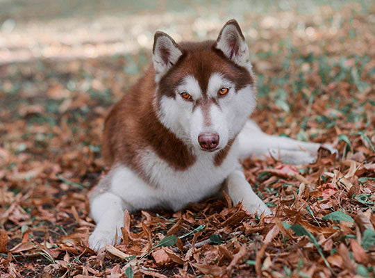 Red Husky – Facts About The Most Gorgeous Siberian Husky | Innovet Pet