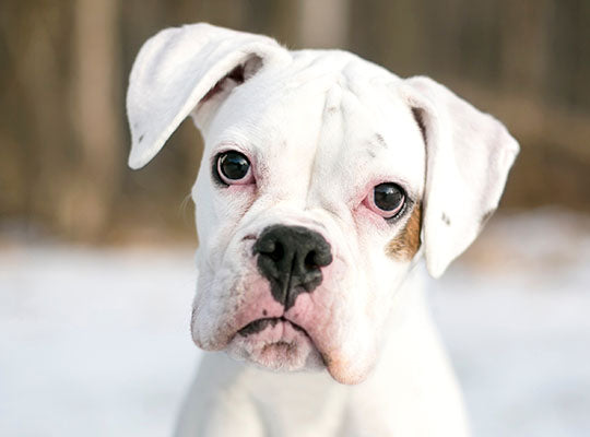 5 Big Myths About the White Boxer | Innovet Pet