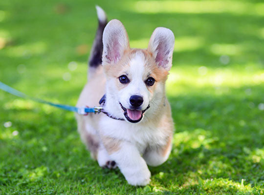 Everything You Need To Know About Owning A Corgi | Innovet Pet