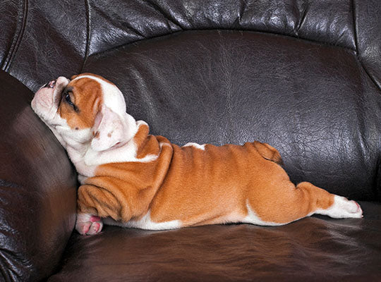 English Bulldogs 101: Everything You Need To Know About Your Newest Family Member | Innovet Pet