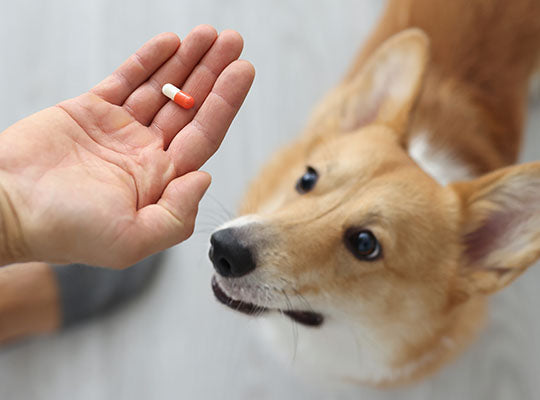 which antihistamine is best for dogs