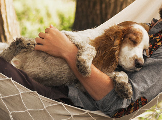 Is Melatonin Safe for Dogs? | Innovet Pet