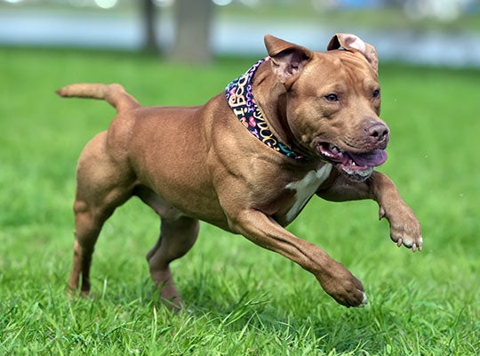 blue nose pitbull