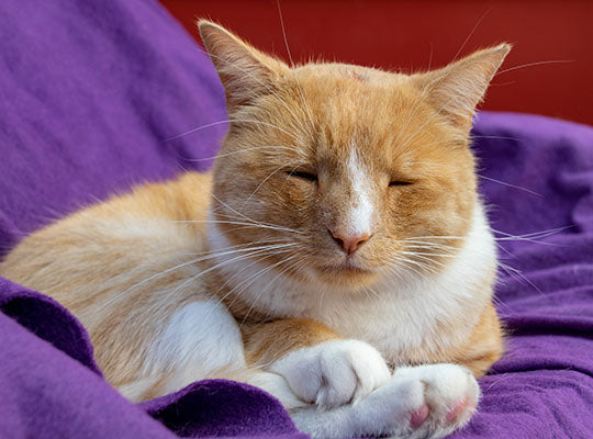 What Can I Give My Cat for Pain Relief? | Innovet Pet