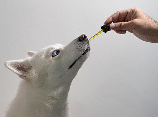 5 Steps to Slowly Drift Away from Giving Your Dog Medications | Innovet Pet