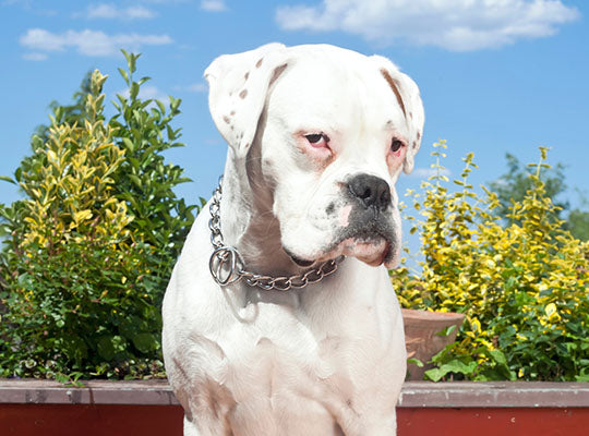 5 Big Myths About the White Boxer | Innovet Pet