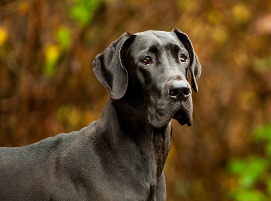 Must Know Things About Great Dane Lab Mix Breed | Innovet Pet