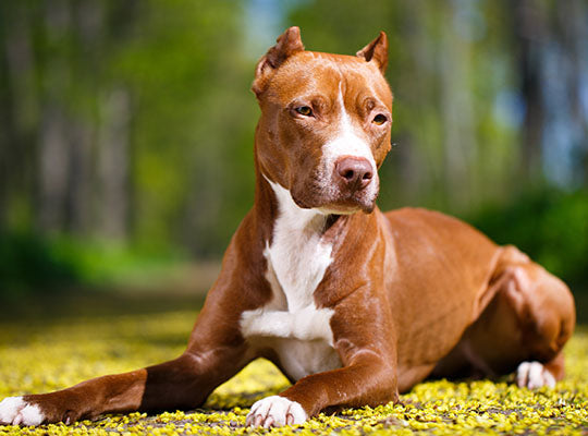 The Husky Pitbull Mix - A Comprehensive Guide | Innovet Pet
