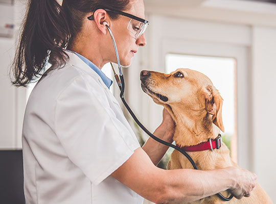 Gabapentin For Dogs: What Are The Side Effects? | Innovet Pet