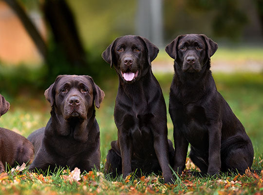 Must Know Things About Great Dane Lab Mix Breed | Innovet Pet