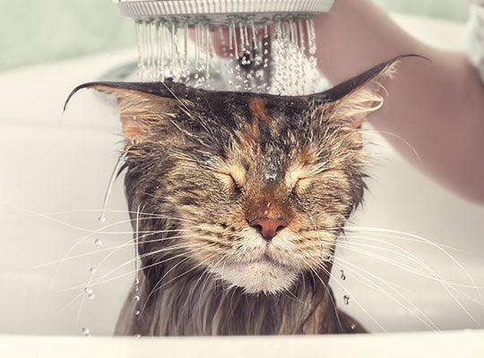 Cat Dandruff - Your Guide To Symptoms And Treatments | Innovet Pet