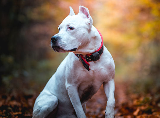 Pitbull Lab Mix: Everything You Wanted To Know – Innovet Pet