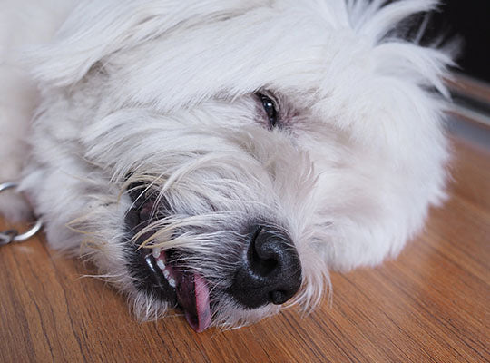 Gabapentin For Dogs: What Are The Side Effects? | Innovet Pet