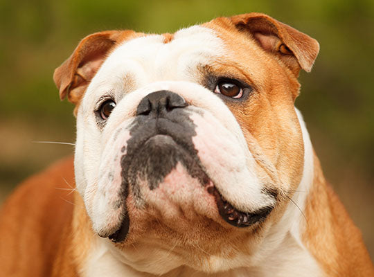 English Bulldogs 101: Everything You Need To Know About Your Newest Family Member | Innovet Pet