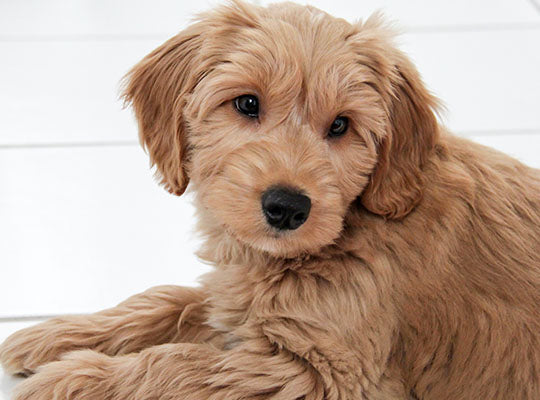 The Miniature Goldendoodle - Your Guide To This Awesome Dog | Innovet Pet