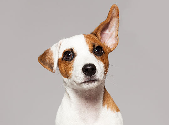 Dogs Ear is Bleeding | Innovet Pet